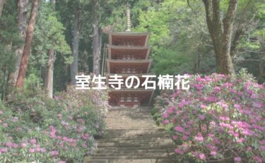 京都の早咲き桜を見に清凉寺へ Life Note