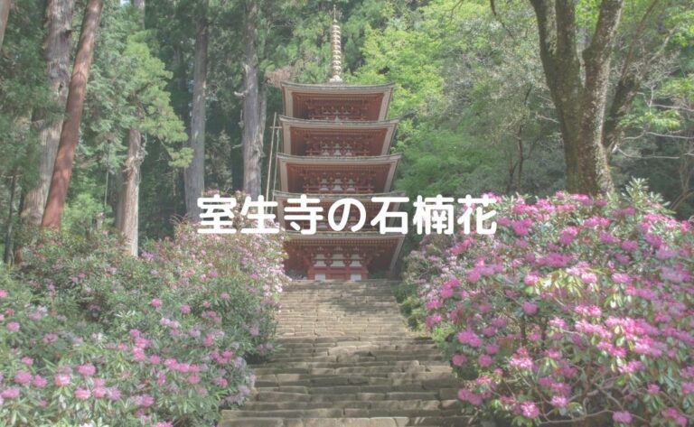 石楠花 シャクナゲ が綺麗な室生寺と合わせて行きたいスポットも Life Note