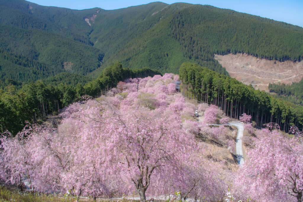 奈良の桜穴場スポット 吉野に負けない 一目千本のしだれ桜高見の郷 Life Note