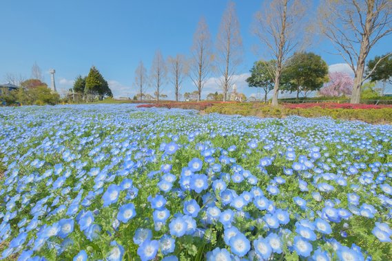 関西から行く芝桜 藤の花 ネモフィラの名所を巡るお得なバスツアー Life Note