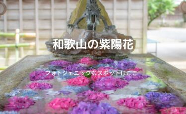 【和歌山紫陽花】フォトジェニックな写真が撮れるおすすめスポット
